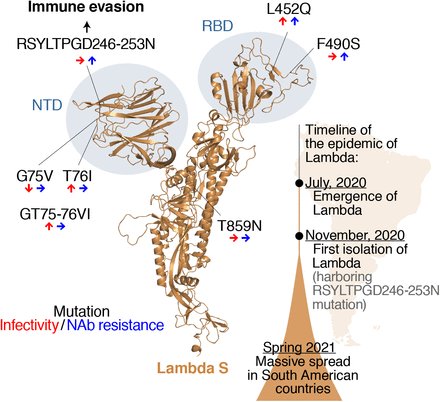 YourAnonRiots's tweet image. SARS-CoV-2 Lambda variant exhibits higher infectivity and immune resistance 
#LambdaVariant #COVID19
#SarsCov2 #Tokyo2020 
biorxiv.org/content/10.110…