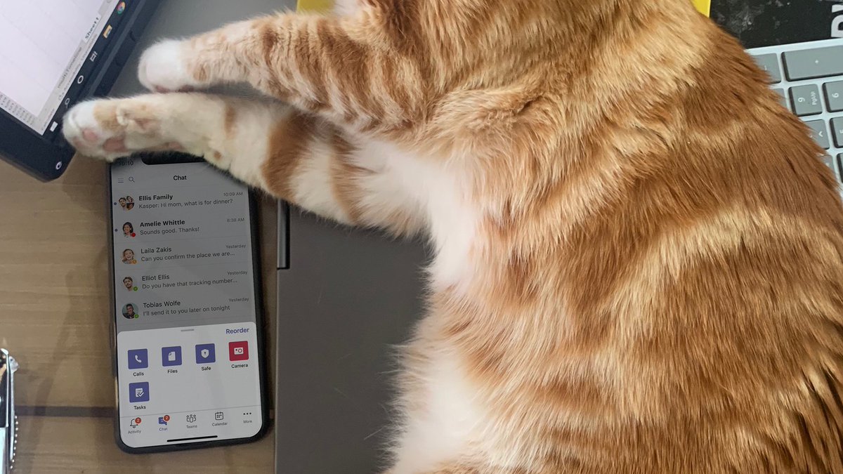 Pro tip: an efficient way to block your human from working is to sleep on the keyboard.  

Happy #InternationalCatDay!