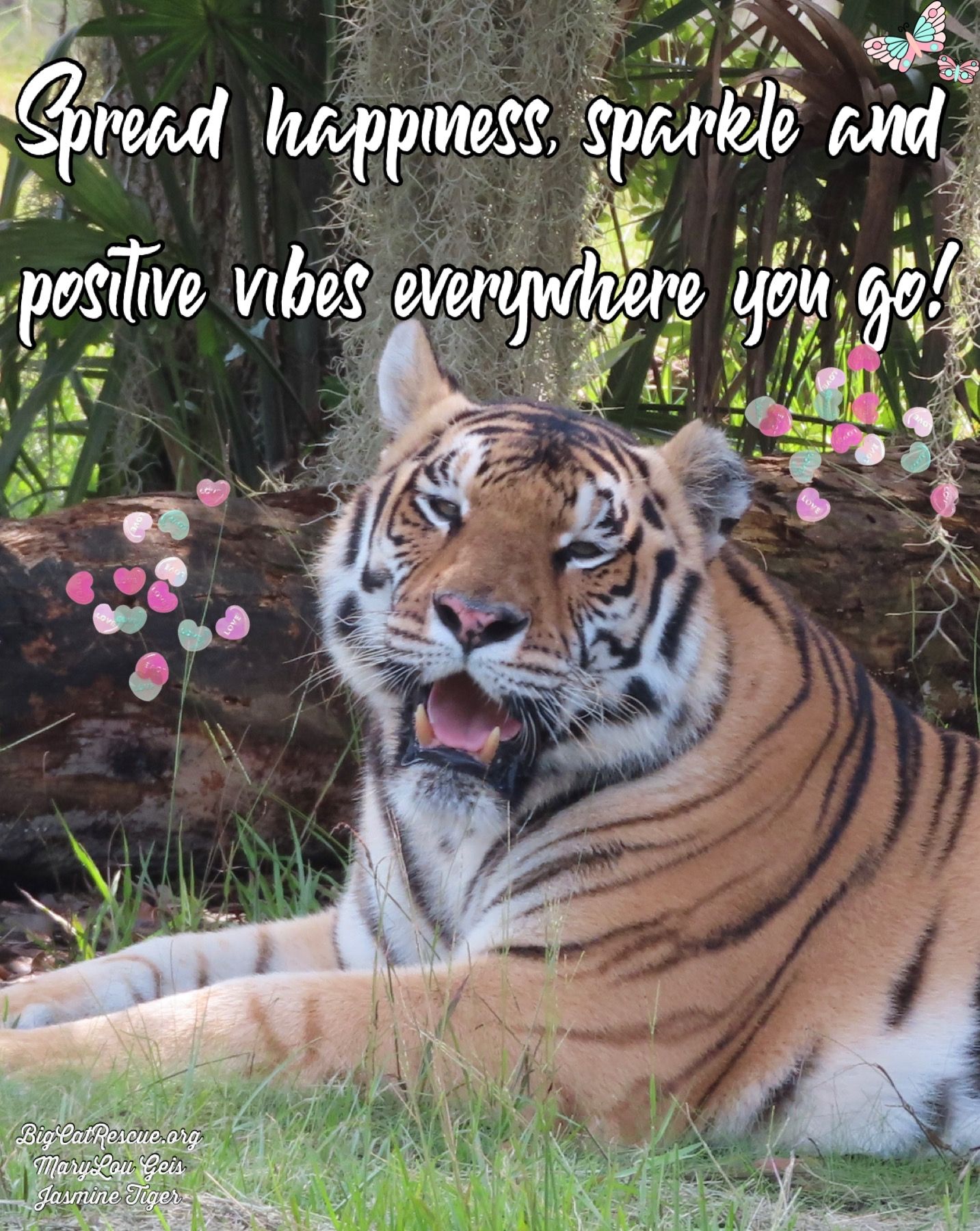Big Cat Rescue No Twitter Spread Happiness Sparkle And Positive Vibes Everywhere You Go Jasminetiger Bigcats Bigcatrescue Sundayvibes Happiness Sparkle Positivevibes Sunday Inspiring Inspirationalquotes Quotes Memes Tiger Big Cat Rescue No Twitter Spread Happiness Sparkle And Positive Vibes Everywhere You Go Jasminetiger Bigcats Bigcatrescue Sundayvibes Happiness Sparkle Positivevibes Sunday Inspiring Inspirationalquotes Quotes Memes Tiger