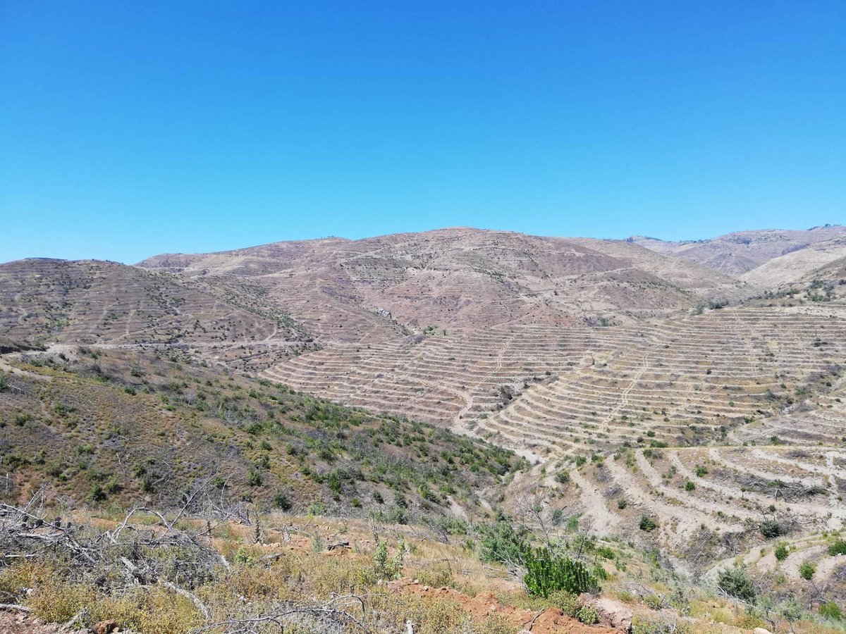 2019 yılındaki İzmir yangınından etkilenmiş bir alan. Sağ tarafta gördüğünüz alan sürülmüş ve fidan dikimi yapılmış. Sol tarafta ise böyle bir uygulama yok. Fotoğraf: <a href="/mehmet_goktu/">Mehmet Göktuğ</a>