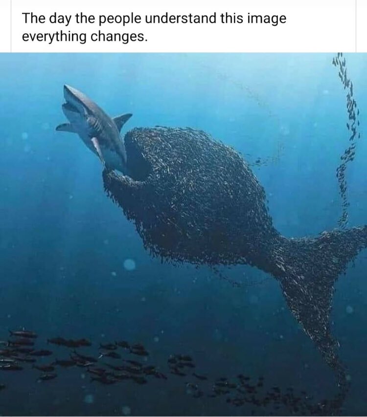 Brazen ele shark a jewa ke di tilapia. Kana jang <a href="/Rocky_BW/">Rocky A. Gofamodimo</a>