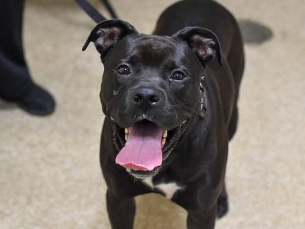 MyBoxerLuvMac1's tweet photo. 💔Seven💔
#NYCACC #121624
◾EUTH Deadline: 8/11
Look @ sweetheart Seven! Smart, social, energetic but gentle. Housetrained, knows commands + not dog reactive. Getting very stressed in cell. Needs an active, loving #Foster🏡 in N East btw ME + N Va. 
Pls #pledge 4 #rescue
❤️Seven https://t.co/qUwKVJv9j3