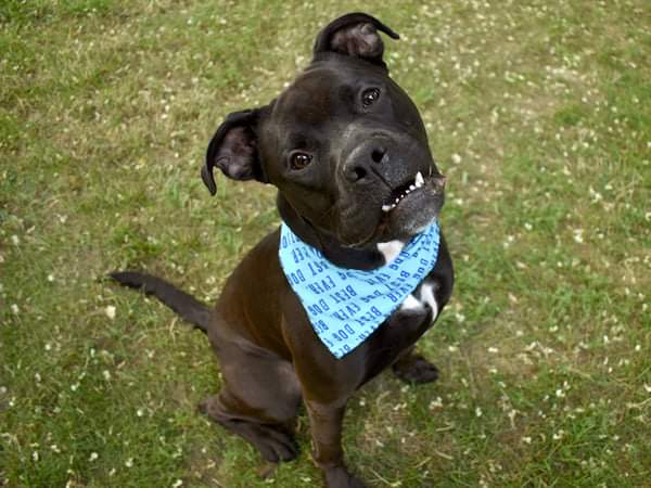 MyBoxerLuvMac1's tweet photo. 💔Seven💔
#NYCACC #121624
◾EUTH Deadline: 8/11
Look @ sweetheart Seven! Smart, social, energetic but gentle. Housetrained, knows commands + not dog reactive. Getting very stressed in cell. Needs an active, loving #Foster🏡 in N East btw ME + N Va. 
Pls #pledge 4 #rescue
❤️Seven https://t.co/qUwKVJv9j3