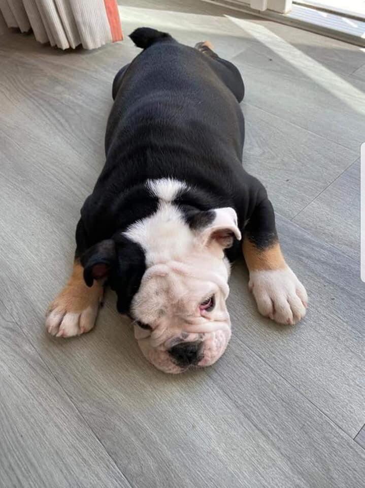 Our niece had her 19 week old English Bulldog stolen today between 1pm and 2pm from her home in Orton Wistow, Peterborough (Cambridgeshire).
He is chipped and his name is Ronnie. 
If anyone has seen him or knows anything, please contact me.
Please share...thank you x
