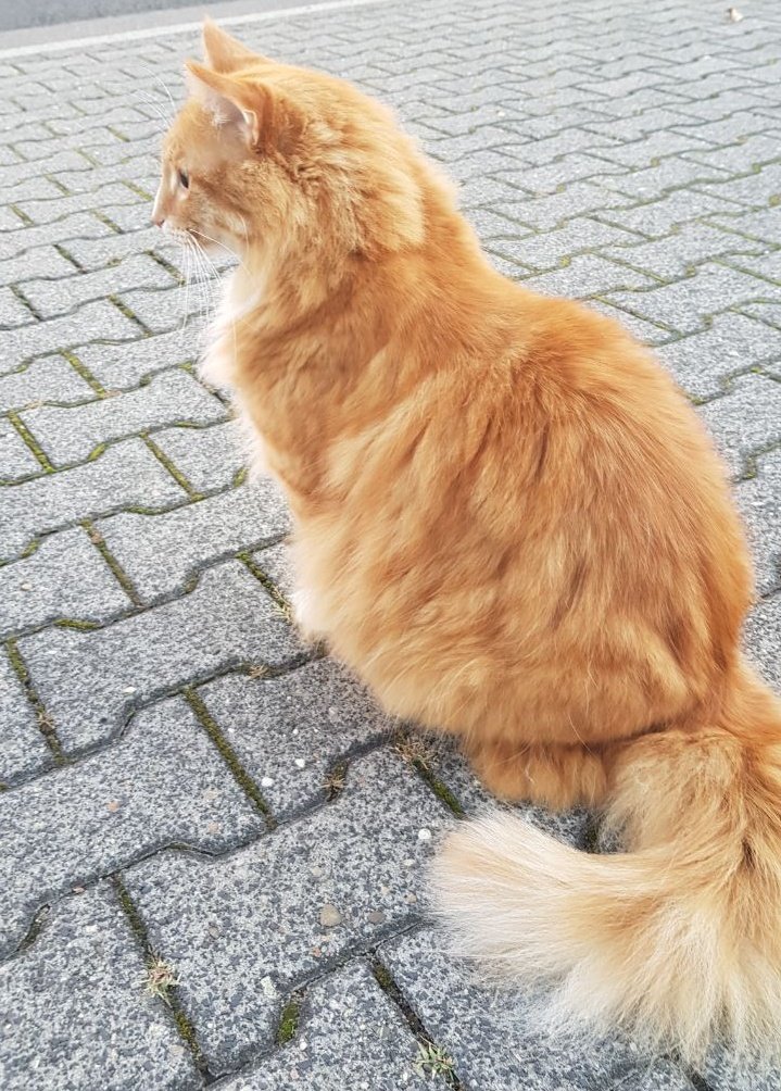 Mimi_Laughs's tweet photo. @thecatreviewer Met this majestic tiger on my walk today. He was obviously busy on his neighbourhood patrol and stopped only shortly for some quick head tickles, leg rubbing and showing off his fluffy belly. 100/10 for being a gorgeous big floof and making my day 😻 https://t.co/3aJbdoGOkB