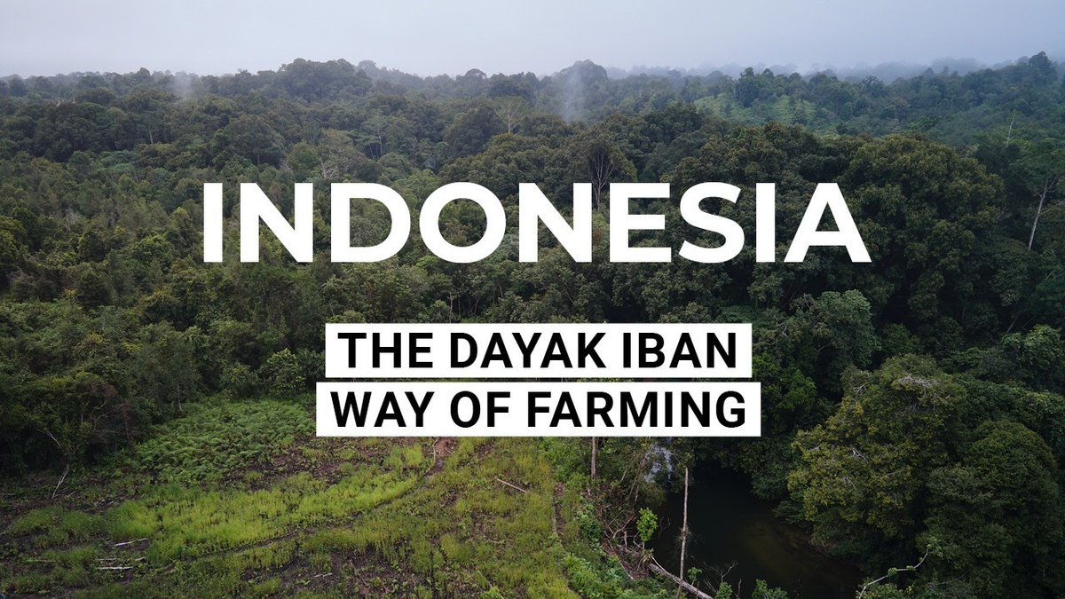 IfNotUs_ThenWho's tweet image. #IndigenousPeoplesDay film Premiere in 5 mins
New film from @kynantegar exploring traditional farming and food sovereignty
WATCH: youtu.be/kUewKwyOHQE
@rumahaman