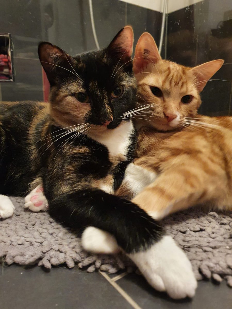 RockingB's tweet image. Happy #weltkatzentag2021
Was würde ich ohne die Beiden machen?!?