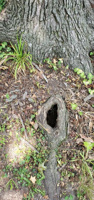 Wow, a tree with a pussy.... #trees #crazyplants #nsfw #interesting #pussy #vagina #oddity #naturelover<a href="/tag/trees"class="tags">#trees</a><a href="/tag/crazyplants"class="tags">#crazyplants</a><a href="/tag/plants"class="tags"><span>#plants</span></a><a href="/tag/weird"class="tags"><span>#weird</span></a><a href="/tag/pussy"class="tags"><span>#pussy</span></a><a href="/tag/vagina"class="tags"><span>#vagina</span></a><a href="/tag/interesting"class="tags"><span>#interesting</span></a><a href="/tag/nsfw"class="tags"><span>#nsfw</span></a>
