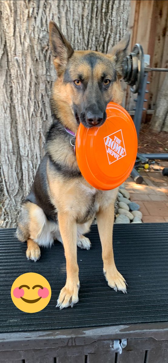Be Like Bella 🧡🧡🧡
catch all the leads you can!!!!
Let’s Do This!!!
#happysundaysellig 
#itsadogslife