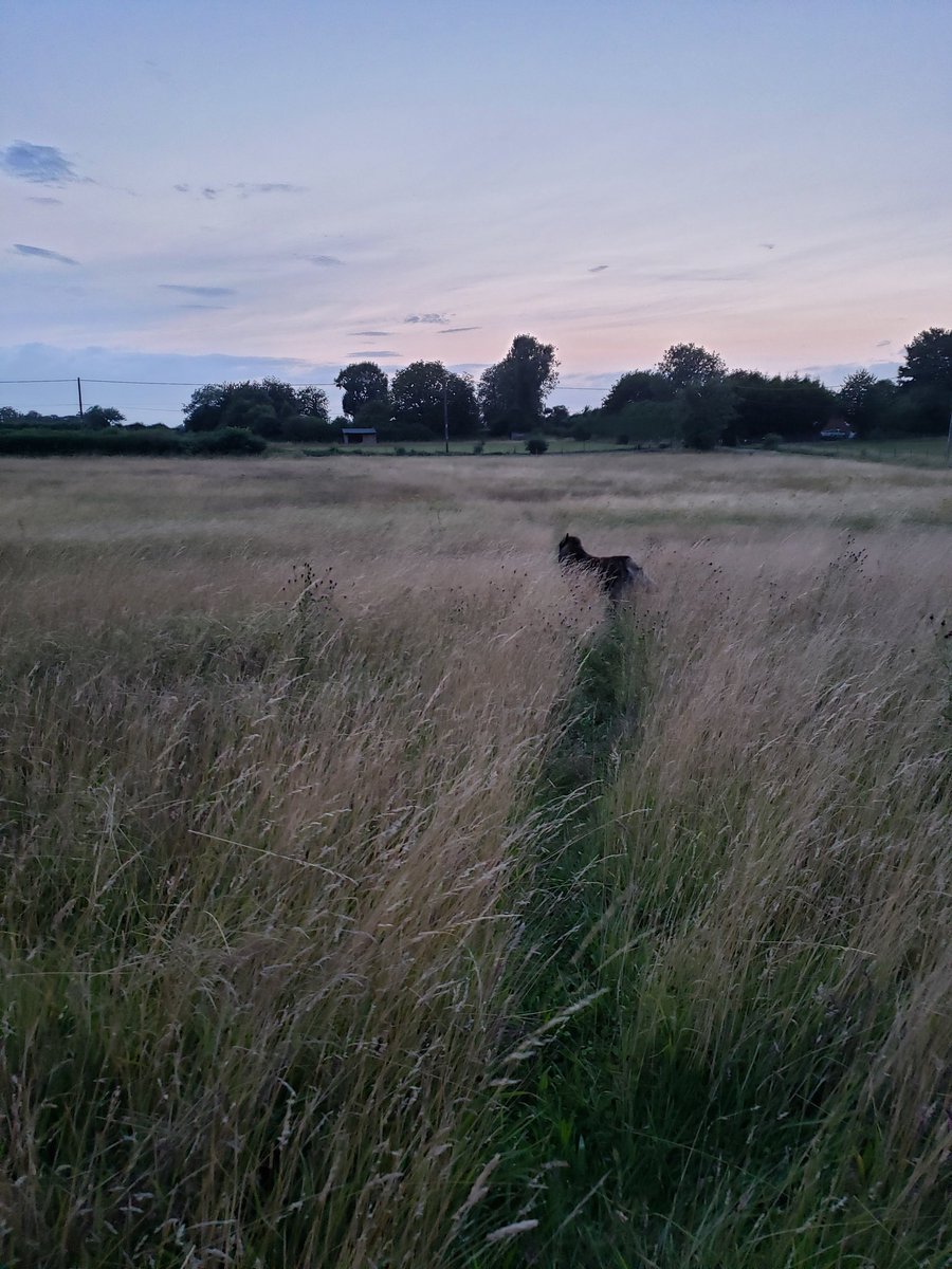 Woz4Freedom tweet media