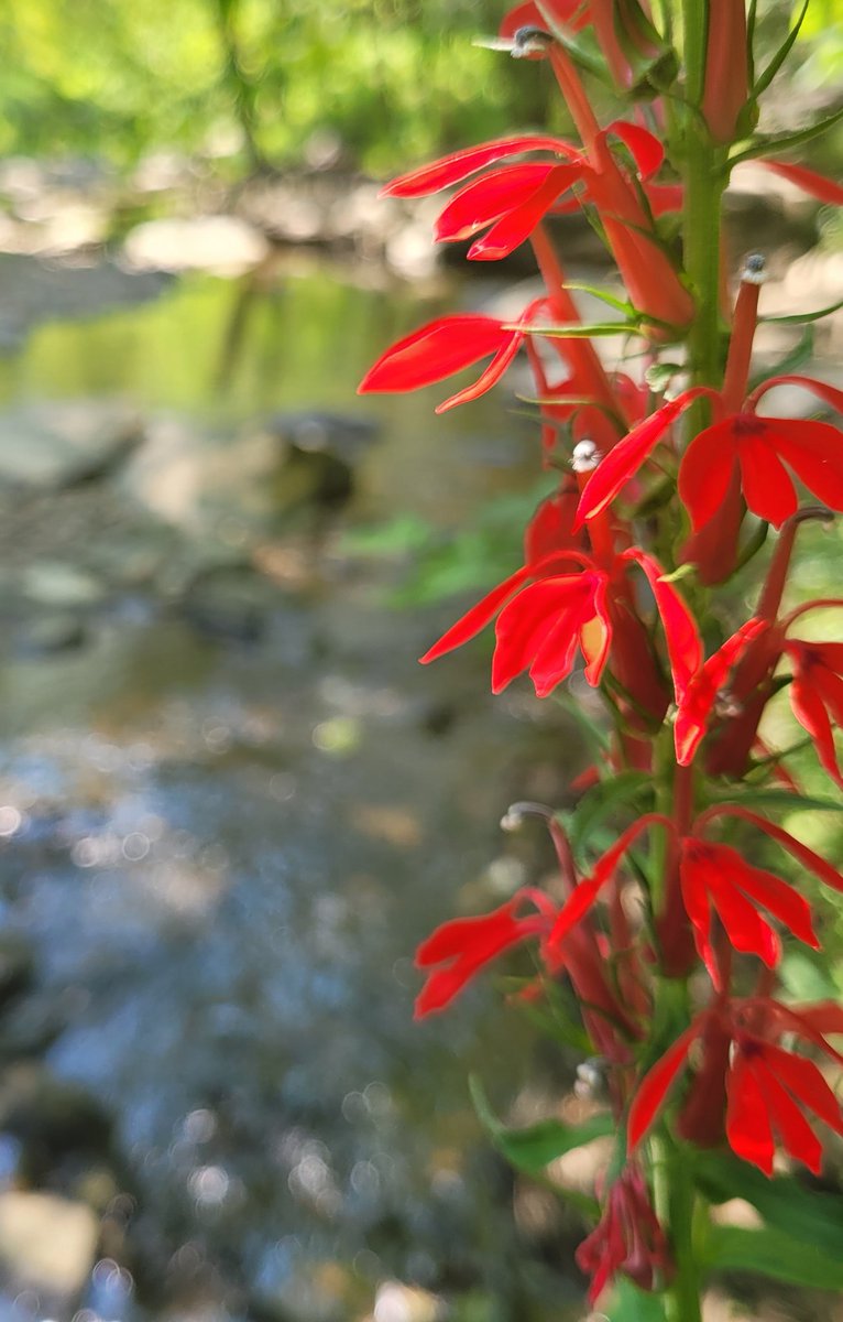 themilman's tweet photo. #Inthestream https://t.co/GxqzI9hRfM