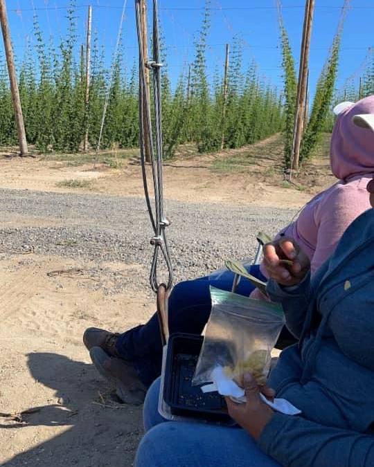 UFWupdates's tweet photo. All farmworkers deserves shade when they are resting &amp; eating lunch. Its simple and it can save lives in the extreme heat the PNW has been experiencing. Jhoany is taking lunch next to her car. There's no shade in sight in these Yakima Valley hops fields. #WeFeedYou #Calor https://t.co/ykAXutQGFq