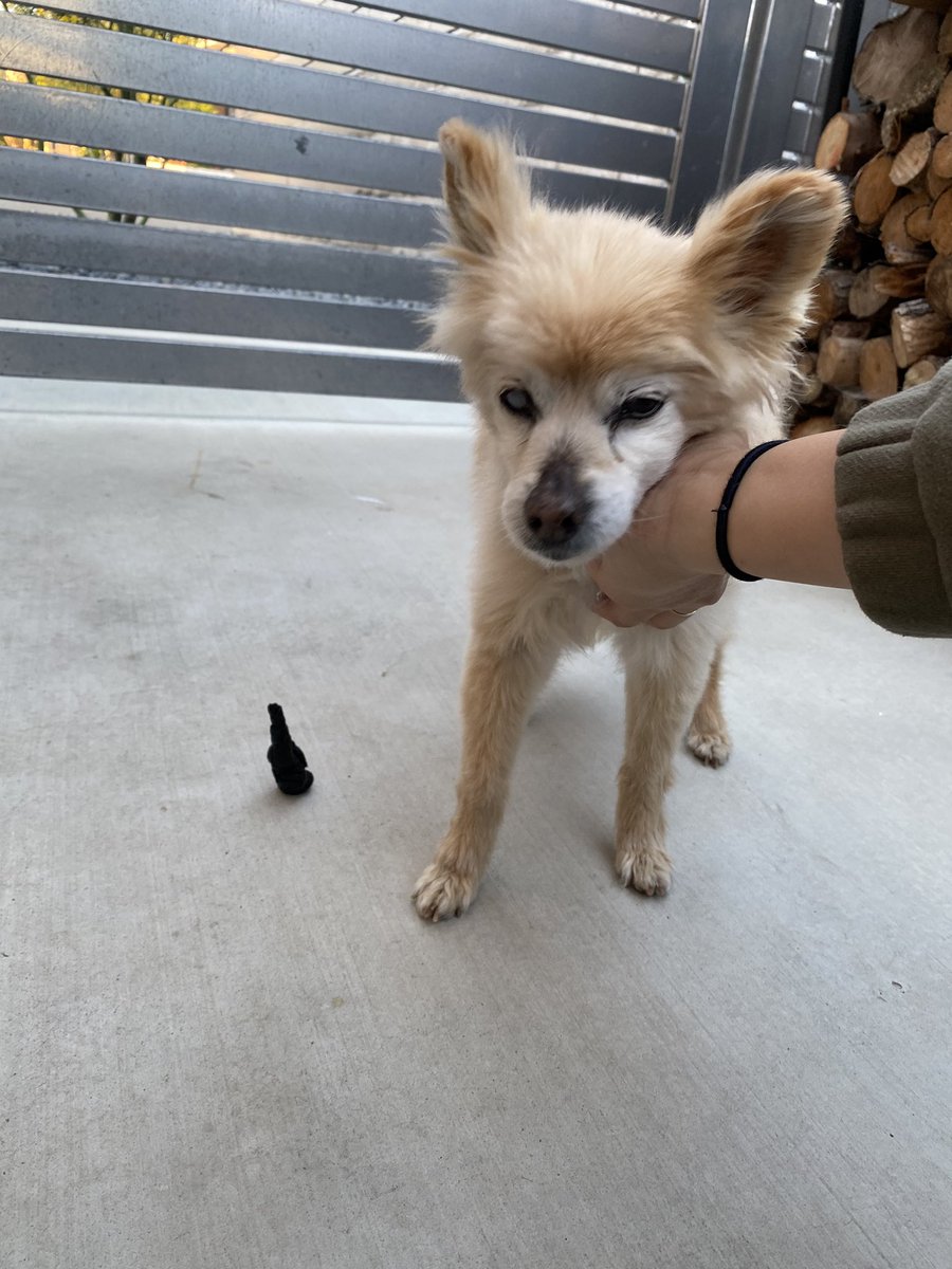 Hannahluvleee's tweet photo. @dog_rates @dog_feelings @JustFoodForDogs Sugar (Sugie) turns 20 this year and always poops vertically (??) @Baescuit_ https://t.co/rZ5hxTasUW