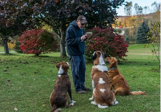 MarcelViral's tweet photo. LES4 RÈGLES D'OR POUR DRESSER ET ÉDUQUIER SON CHIEN RAPIDEMENT https://t.co/6py37kpV5o via @YouTube https://t.co/WIbBtO6R7r