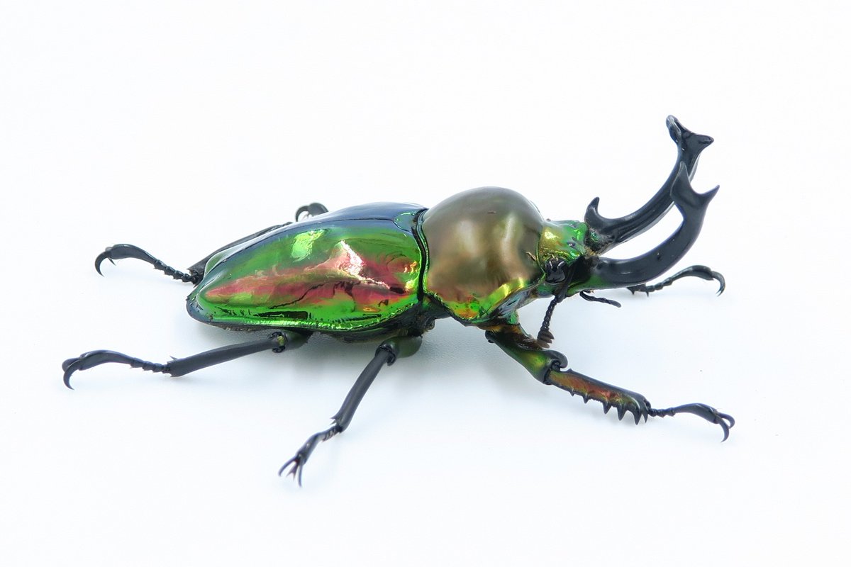 カブクワ展紹介その3『ニジイロクワガタ』世界で一番美しい