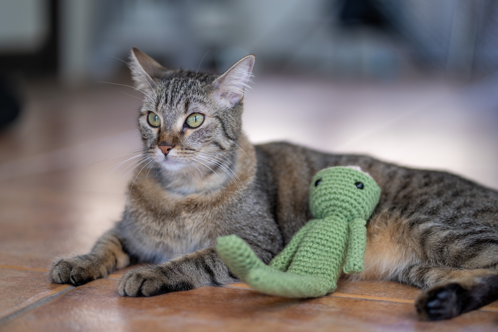 PippintheCatt's tweet photo. Chillin with my homie. His name is green guy
#catphotography #playful #cutecats #cutecat #cute #catsoftwitter #twittercats #catsbeinglazy #lazycat #lazycats #catsdoingnothing #tabbycats #neko #tabbycat #rescuedcat #rescuecats #catmodel #catloverclub #pippinthecatt #catsbeingcats https://t.co/nMmuYjE6cq