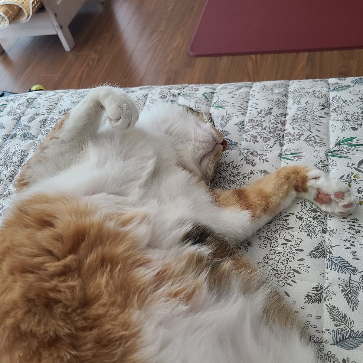 tiger_chestnut's tweet photo. 배가 평양이세요, https://t.co/Tf3ghlx5lQ