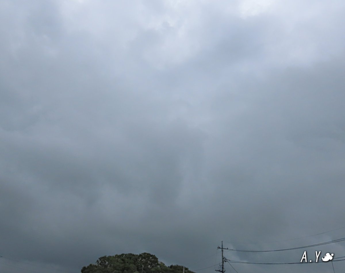 yumeasutw's tweet photo. ザーッと雨が降り出した♨️蒸し暑い月曜日の朝☔

予想最高／最低気温🌡️32℃／24℃
曇り一時雨☁️｜☔
日中は雨が降りやすく、午後は南風が強まる予報です🌬️➰➰➰🌿

#アサガオ
#庭花 #flower
#モミジ
#庭木
#雫
#空の名前
#雲の教室
#天気の図鑑
#乱層雲
#a2021 #a0809 #a202108 #a2021083 https://t.co/QAi0OBlR7S