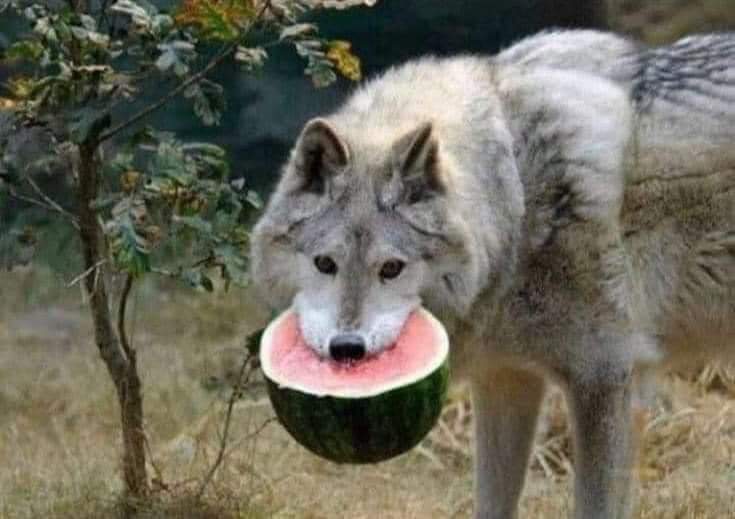 Ховдын чоно 🍉 😂🍉