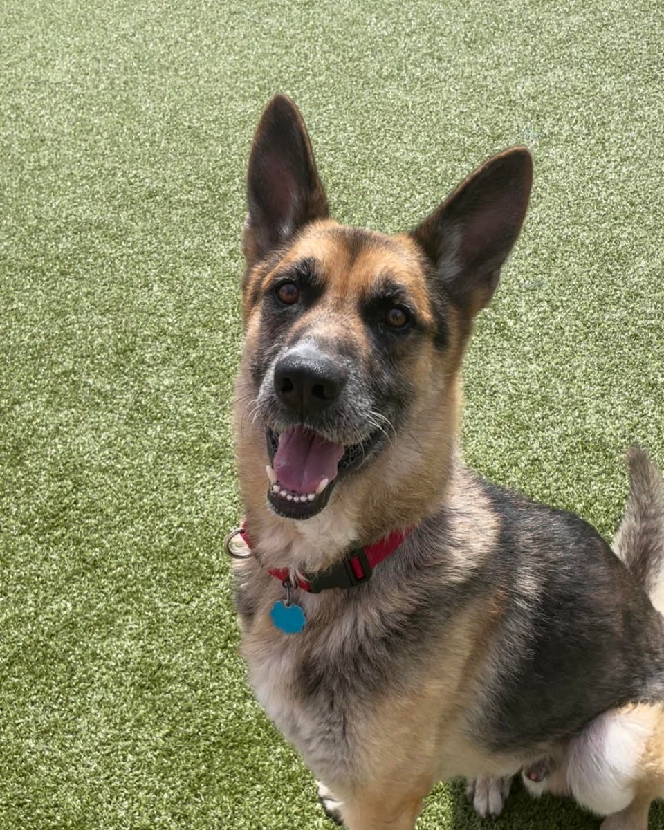 AnimalLeague's tweet photo. Hank (LA0604) is a five-year-old German Shepherd mix. His ideal family would be one that has prior dog experience and lives in the suburbs. If you are interested in adopting this smart and handsome boy, come to our Port Washington, NY campus to meet him! #GetYourRescueOn https://t.co/yTaJBs3GQP