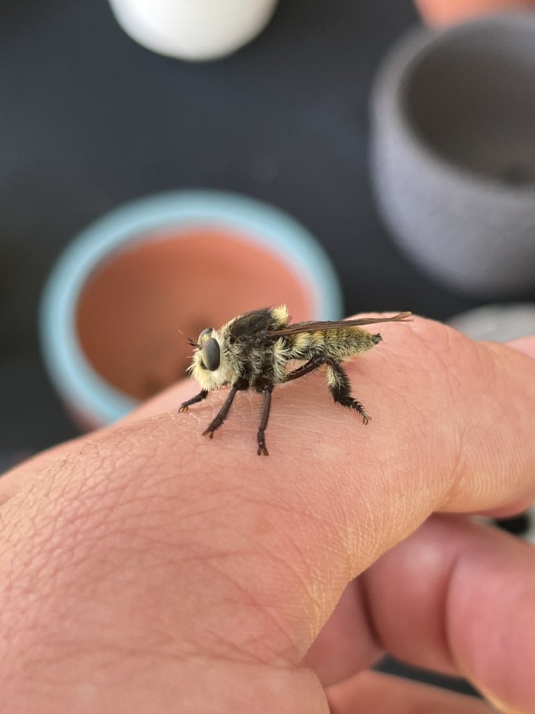 Allan Cabrero, Ph.D. tweet media