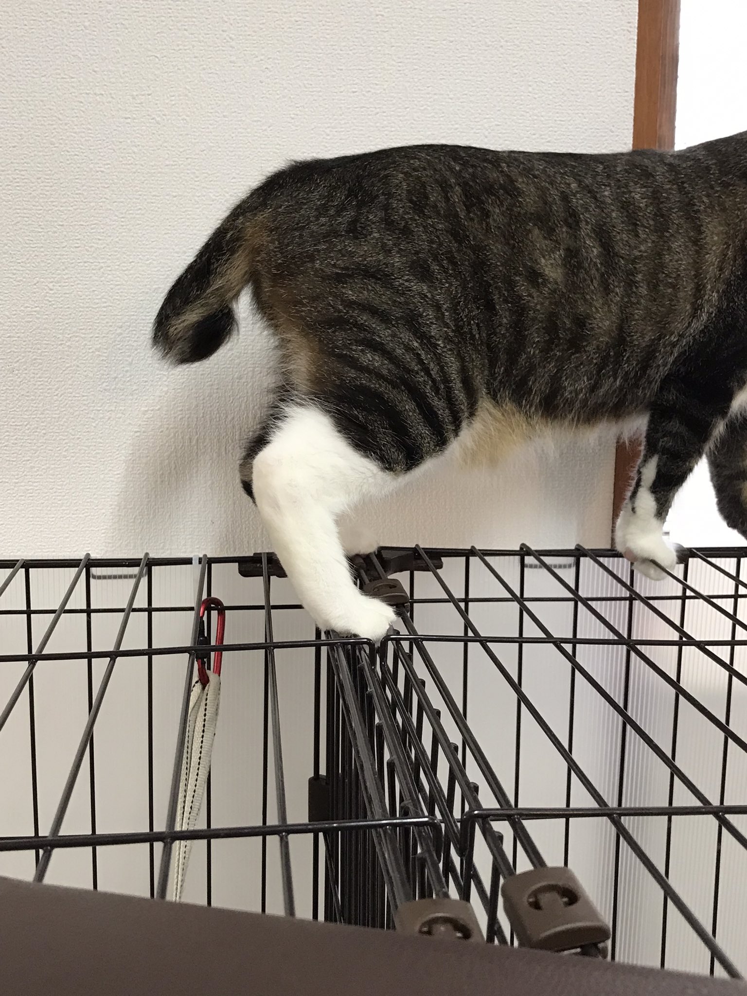 カギしっぽ Twitter Search Twitter