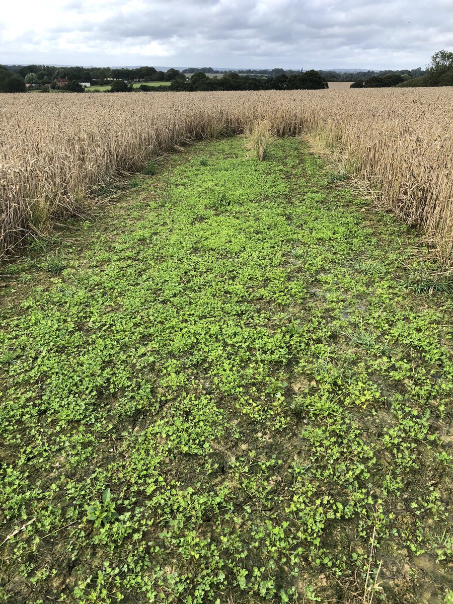 anthonybecvar's tweet photo. Spreading clover via an avadex applicator works, only do it before the crop closes up. Due to weather the entire field should look like this beneath the wheat. It was spread too late. #getitrightnexttime #worthago #covercropping https://t.co/9iBJWU0aj4