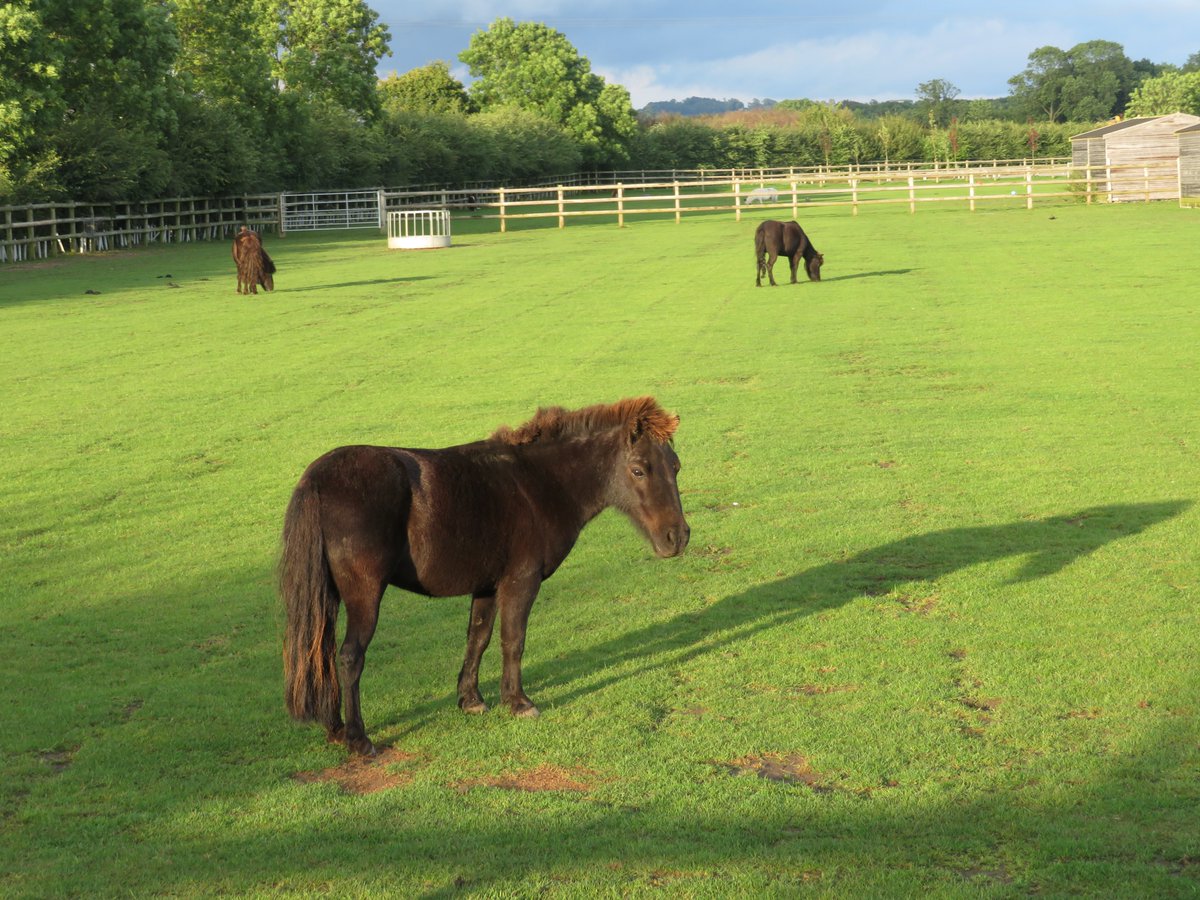 dawnoflincoln's tweet photo. had a lovely evening stroll and saw some Neigh-bours ! 
@BransbyHorses #longershadows #grassisalwaysgreenerwhenyoucantquitereach ! https://t.co/haGnZRNk78