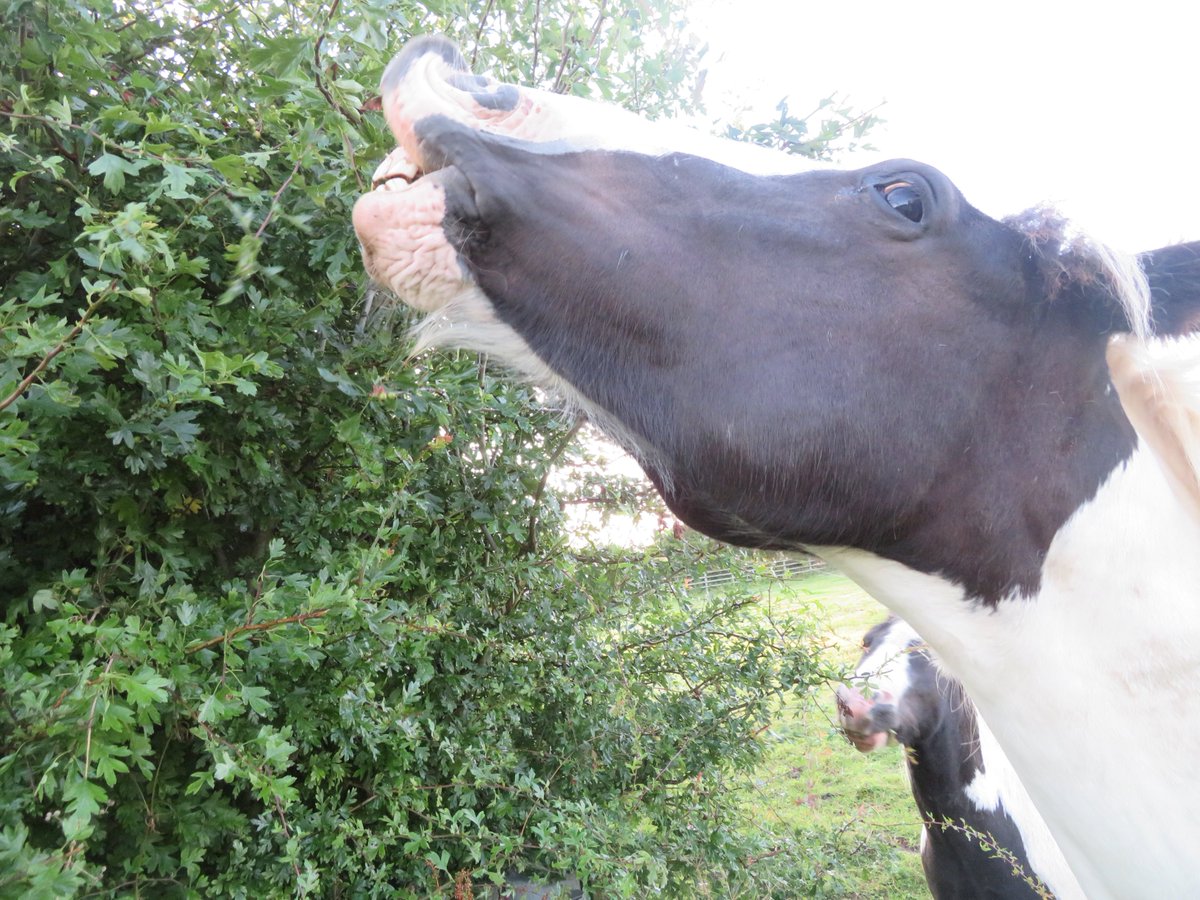 dawnoflincoln's tweet photo. had a lovely evening stroll and saw some Neigh-bours ! 
@BransbyHorses #longershadows #grassisalwaysgreenerwhenyoucantquitereach ! https://t.co/haGnZRNk78