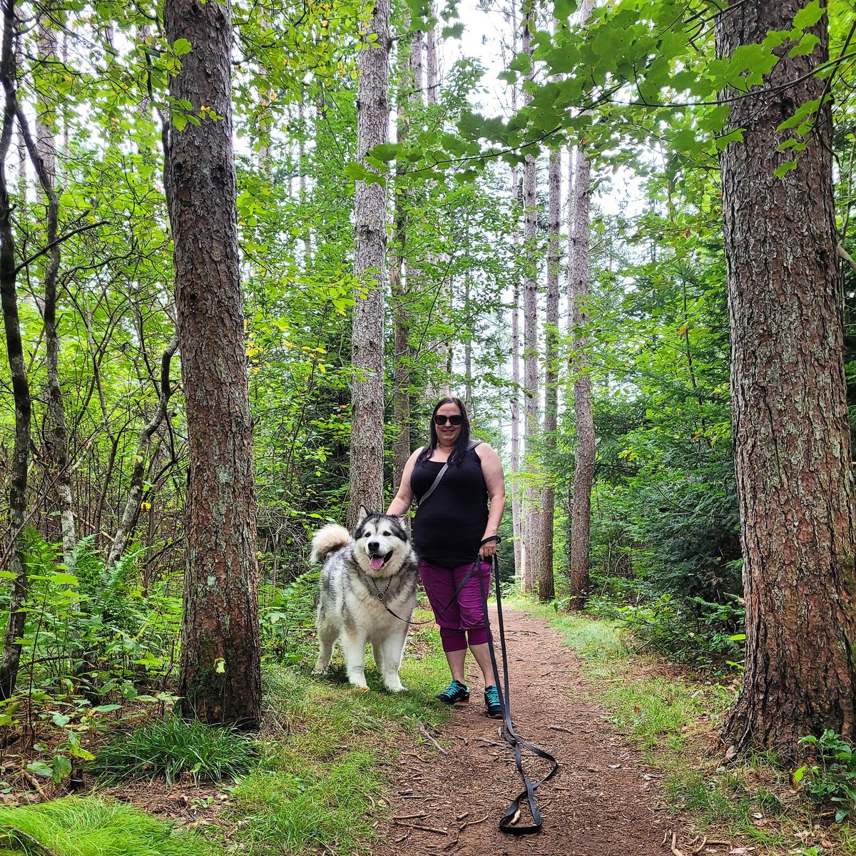 DrewswifeManda's tweet photo. Walkies with our Chinook 🐾❤🥰 #malamutesoftwitter #dogsoftwitter https://t.co/eXRQ9pYuSb