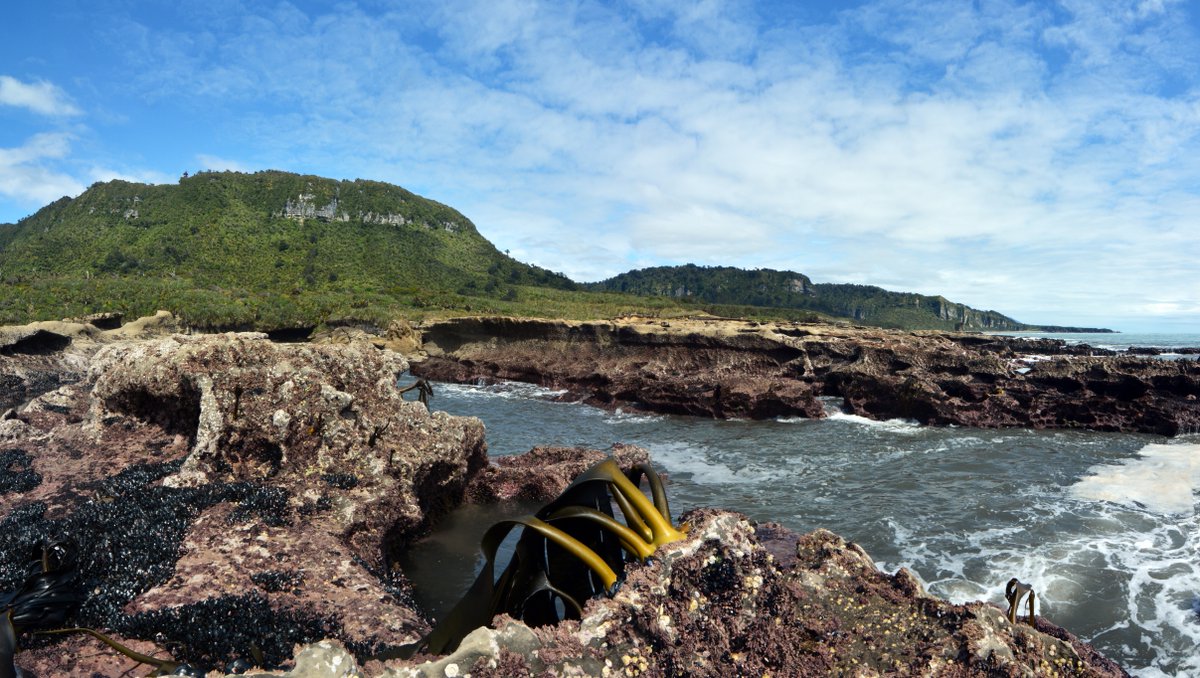 New research alert!
Missing the Forest and the Trees: Utility, Limits and Caveats for Drone Imaging of Coastal Marine Ecosystems mdpi.com/1220622 via <a href="/MDPIOpenAccess/">MDPI</a> @niwa_nz <a href="/UCNZbiology/">Hacker Hackora</a> <a href="/manaakiwai/">Manaaki Wai</a>