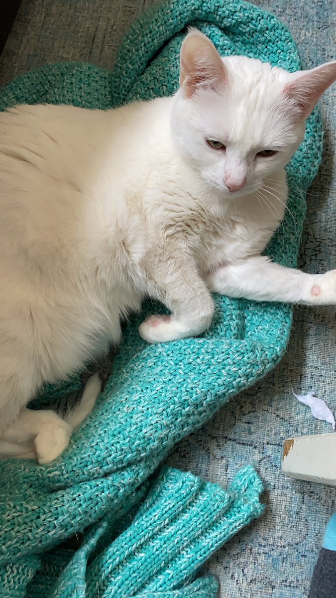 NDPJulia's tweet photo. Happy #InternationalCatDay from my house filled with @NewDemocats to yours! (Please note multiple pics but only of 3 cats in total) 🐈 🐈 🐈 https://t.co/W0tuHJtSLQ
