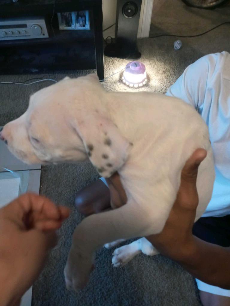 Owl_Take1's tweet photo. #fullblood #puppies #bullies #Girls #forsale #sale #buyme https://t.co/TVRbz8s7mv