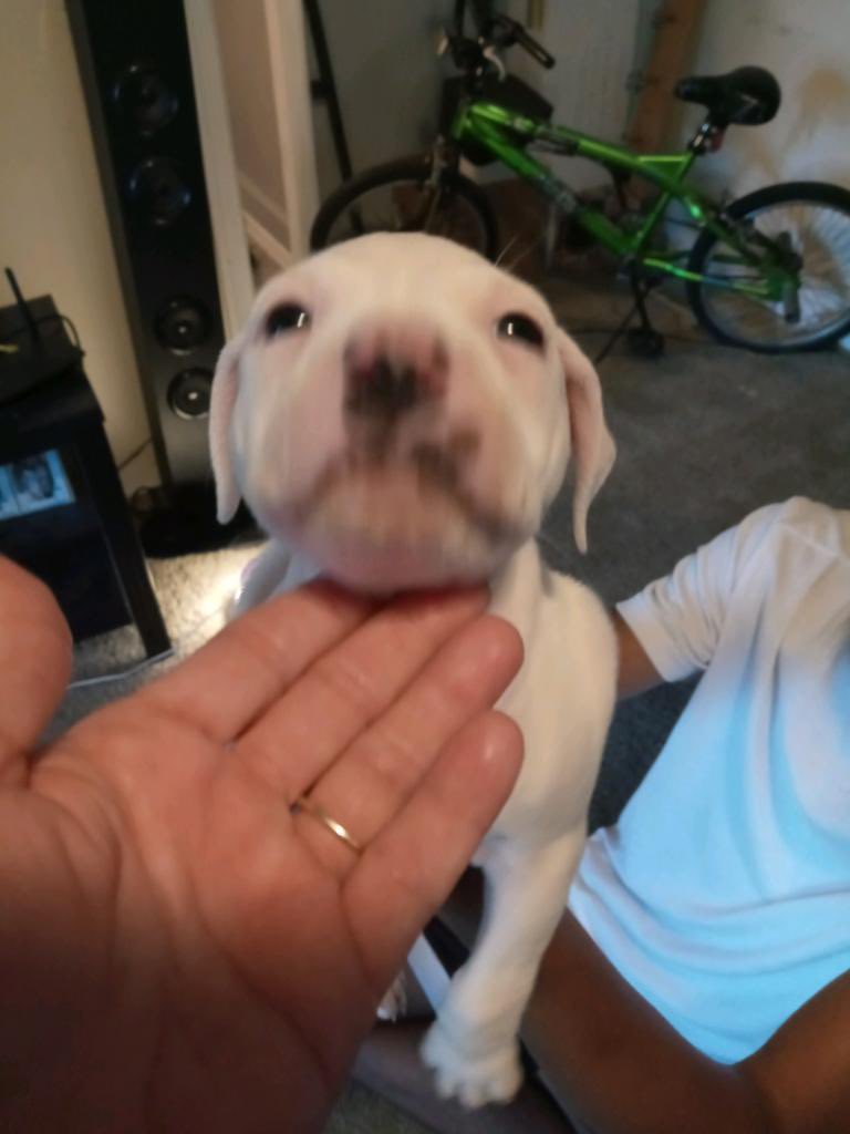 Owl_Take1's tweet photo. #fullblood #puppies #bullies #Girls #forsale #sale #buyme https://t.co/TVRbz8s7mv
