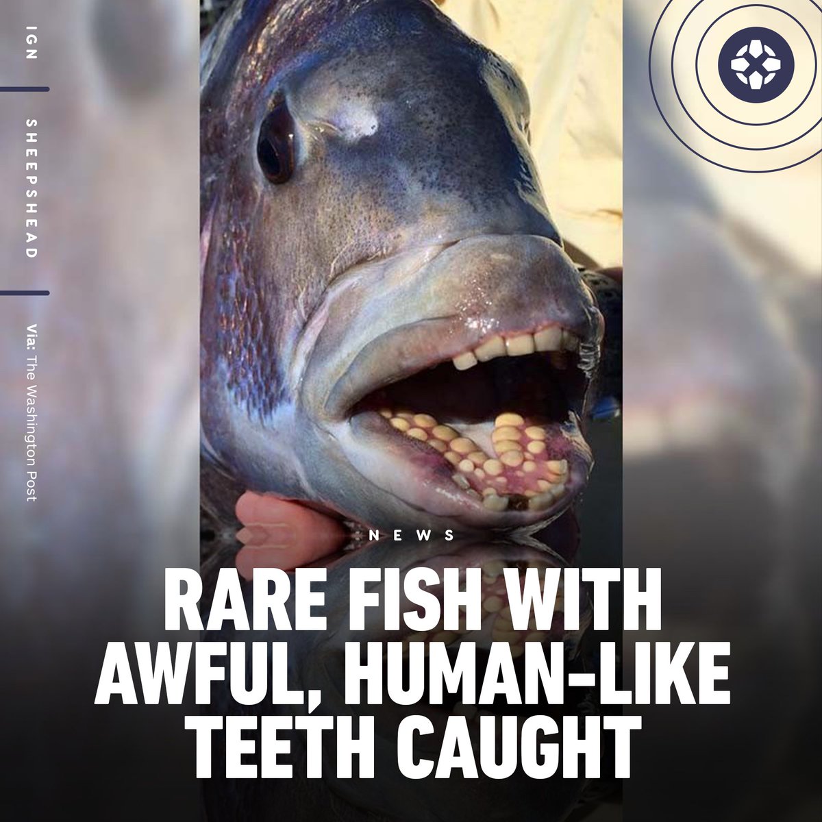 IGN's tweet image. Sorry to curse your timeline, but we just had to show you this rare Sheepshead that was caught in North Carolina. 

Despite its absolutely haunting appearance, the fish is actually quite tasty, apparently. Don't know if that makes it better or worse.