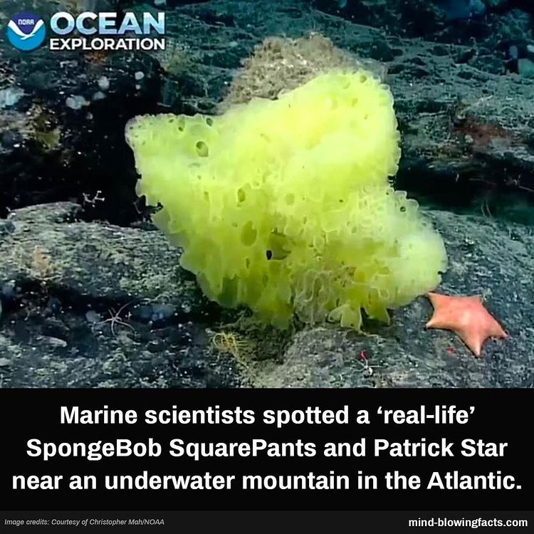 I knew they were real! 😂❤️ Via: 📷 oceanexploration #spongebob #real #brainsharper