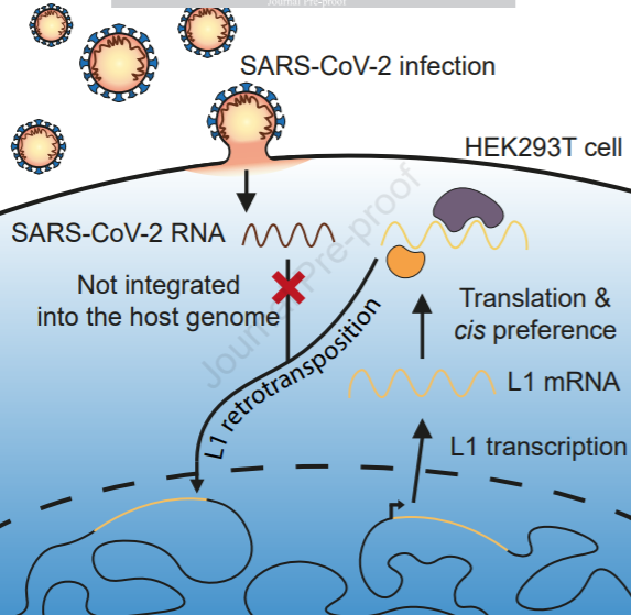 CellPressNews's tweet photo. Online now: "No evidence of human genome integration of SARS-CoV-2 found by long-read DNA sequencing" - Read the Report from @Faulkner_Lab and colleagues in @CellReports https://t.co/1mUs8rDOG7 https://t.co/W7duggVouL