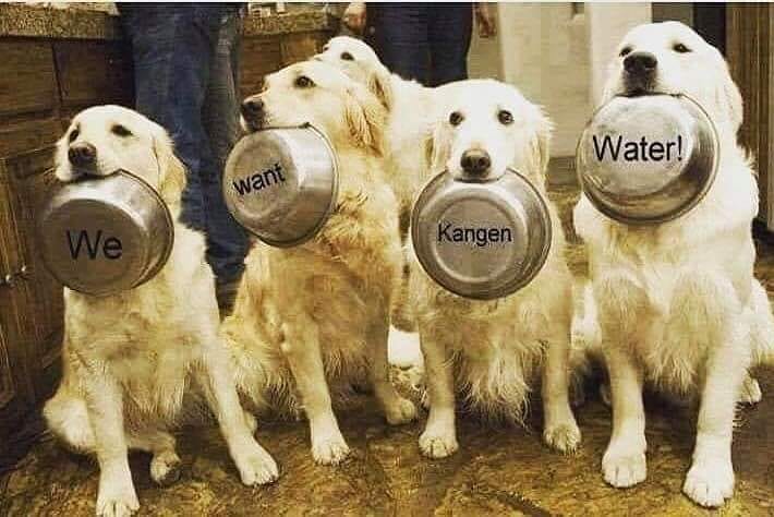 Remember to keep your pets hydrated during the summer heat! 🐱‍👓🐱‍🚀🐱‍🏍🐶🐶🐎🐇
#enagic #KangenWater #ChangeYourWaterChangeYourLife