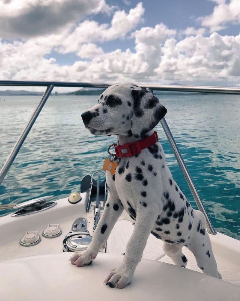 InstantlyModern's tweet photo. I’m the captain now! 🐶
Via 📸 codybandana
#cute #puppy #instantlymodern https://t.co/qdXBfvMcMA