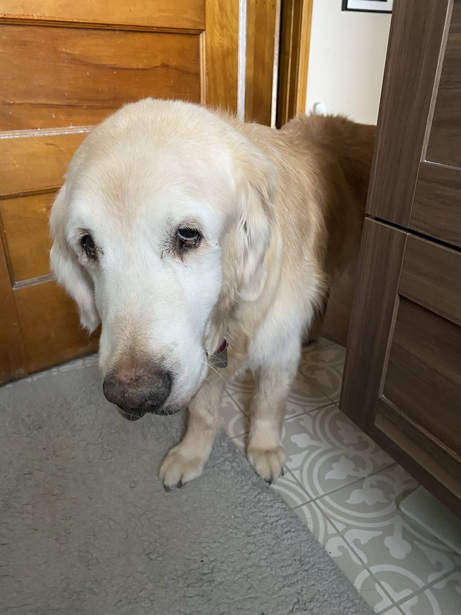 kelli_stott's tweet photo. @dog_rates @JustFoodForDogs Our boy Ando. Almost 14. https://t.co/cA2v1uPfMd