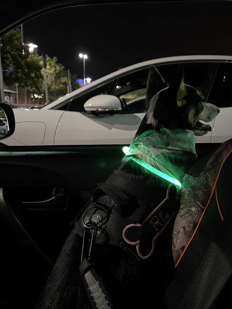 rinthecorgi's tweet photo. Her bandana she wore to the Luau Pawty event earlier that night.

#downtownsummerlin #summerlin #dts #dogsofdts #lasvegas #vegas  #puppy #pembroke #corgicrew #teamcorgi #corgi #photogenic #vegas #lasvegas #aloha #friday #cute #cutie https://t.co/5SLbRnqxTS