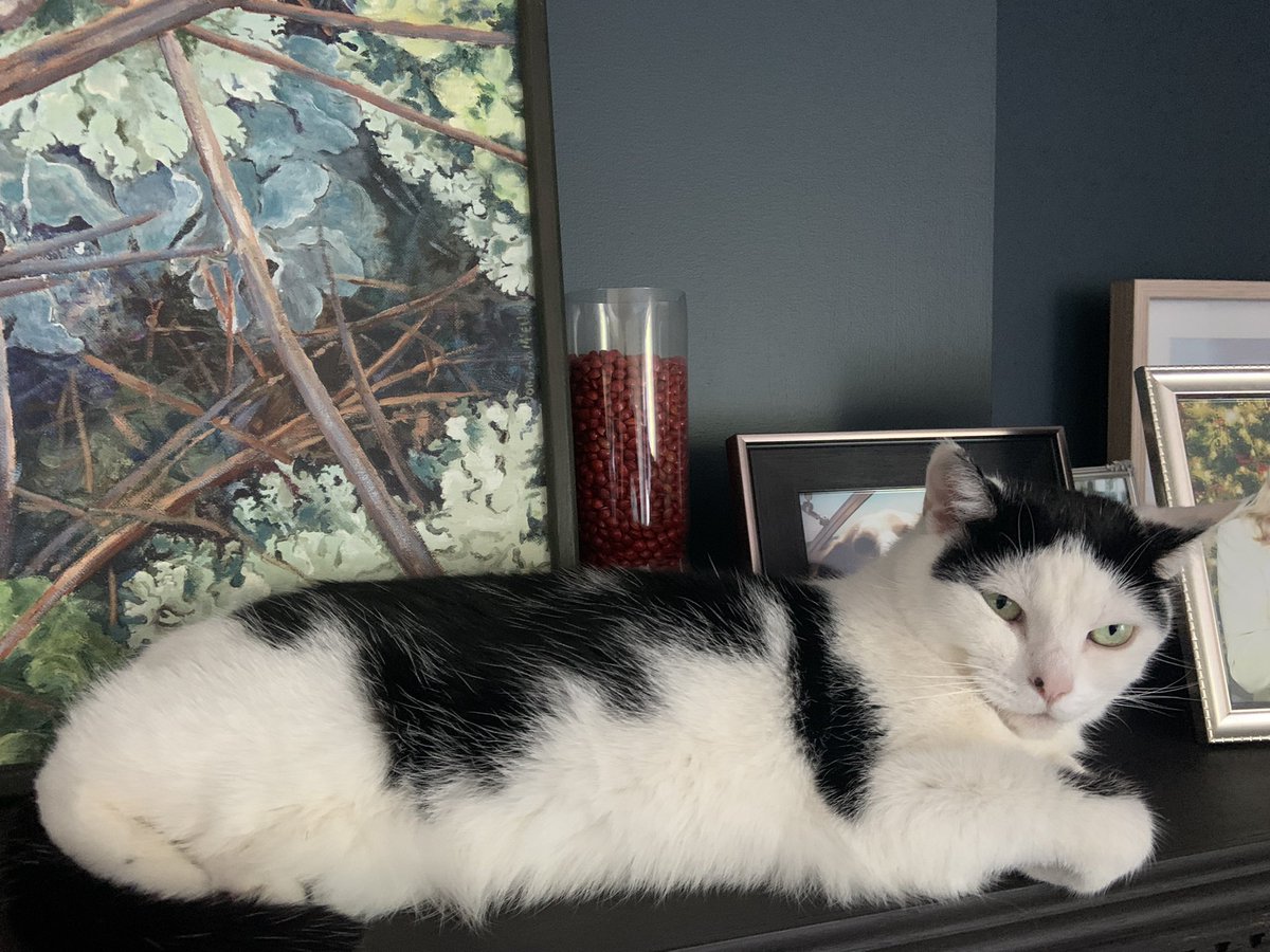 Binkey having a rest on her day #NationalCatDay. She is pretty every single day.