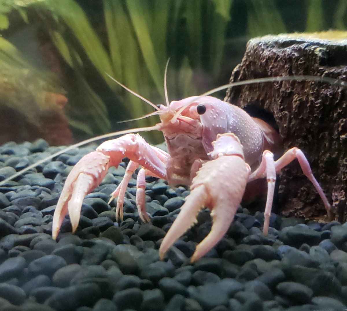 ピンクザリガニ