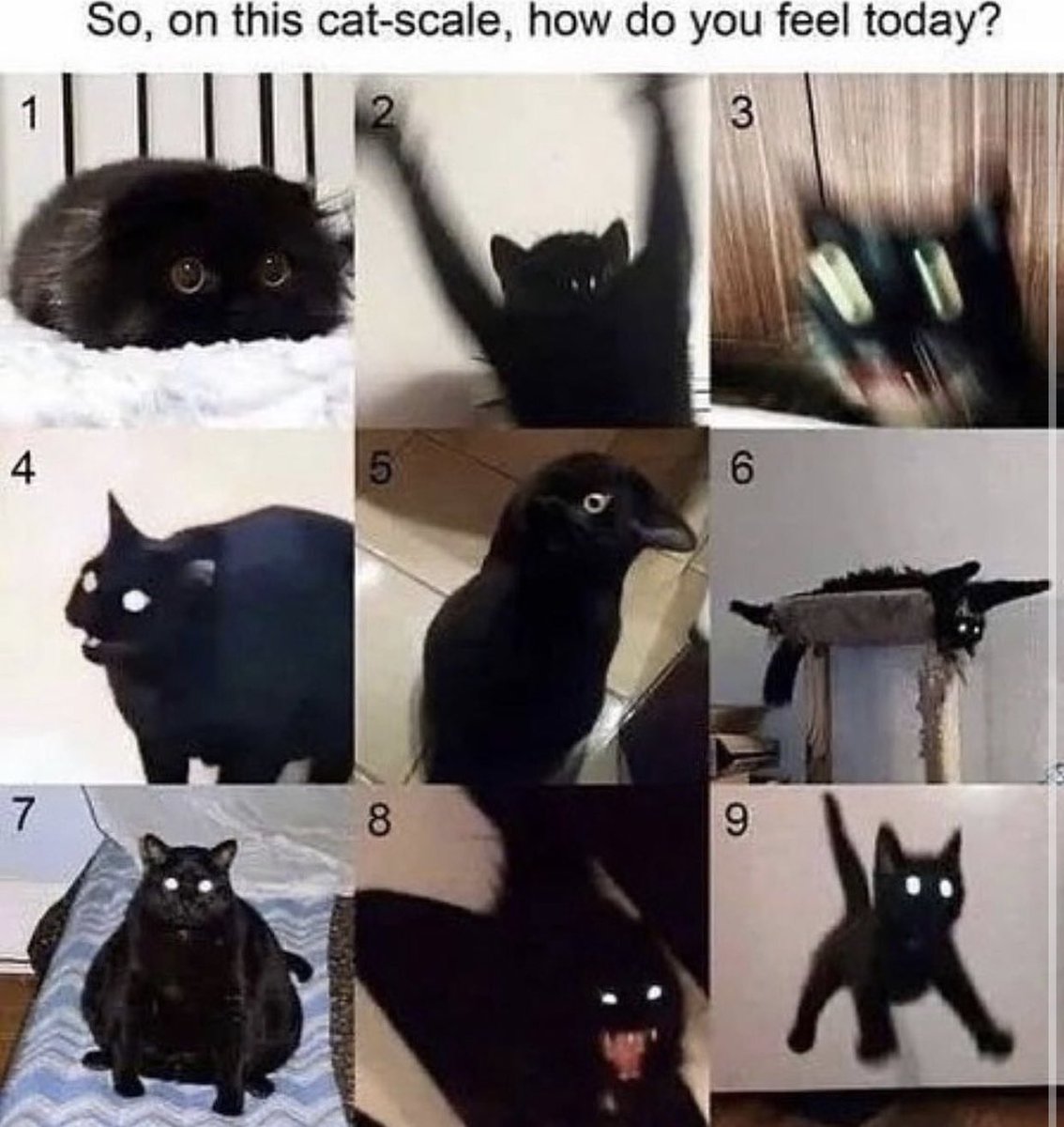 AWhiteGluz's tweet photo. It’s a solid 3 for me, mes amis. How about you? 😸

From @BlackCraftCult 

#metal #cat #alissawhitegluz https://t.co/oQrNg2PeQ6