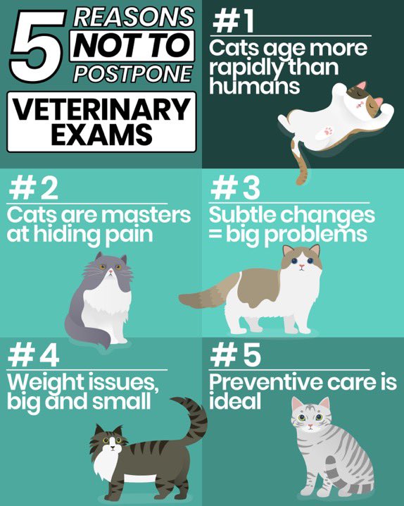 FidoFood's tweet photo. #InternationalCatDay #cats #feline #meow #kitties #catfood #catlitter #catowners #catlovers #catpeople #catcentric #CFA #catsupplies #cathealth #CatsOfTwitter https://t.co/MvtynMmagJ