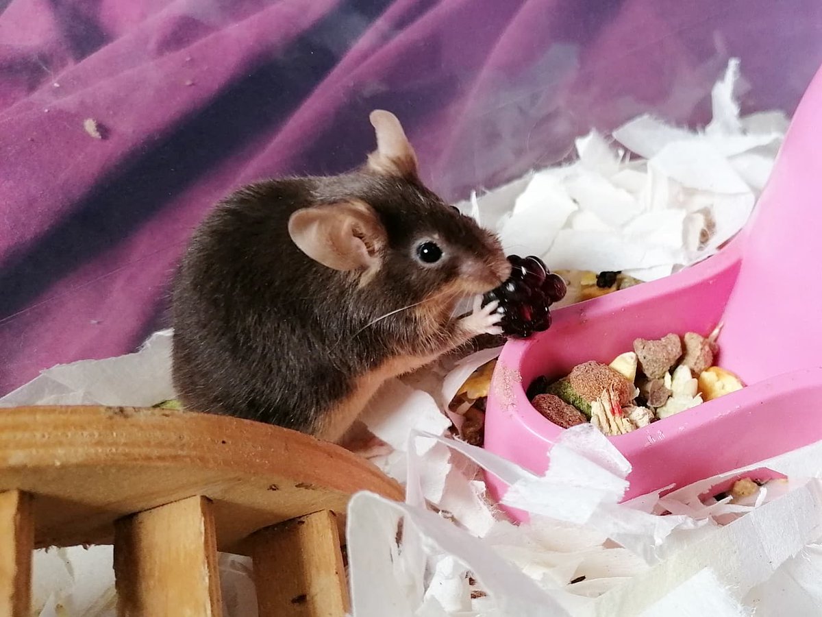 MouseryRainbow's tweet photo. Today the meece got freshly picked blackberries, though only Rupert behaved for the photos 🤣 https://t.co/Tos2n1Yc8c