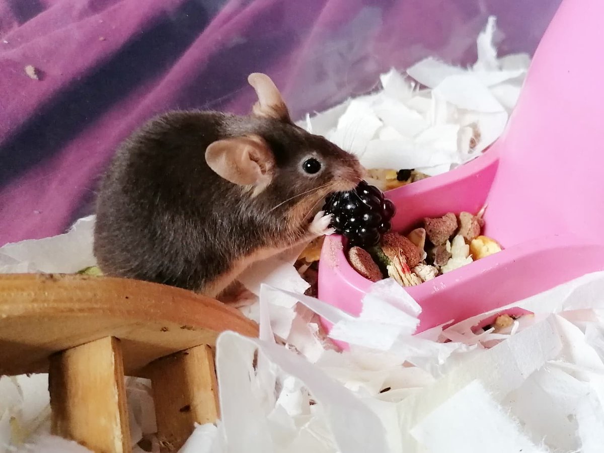 MouseryRainbow's tweet photo. Today the meece got freshly picked blackberries, though only Rupert behaved for the photos 🤣 https://t.co/Tos2n1Yc8c
