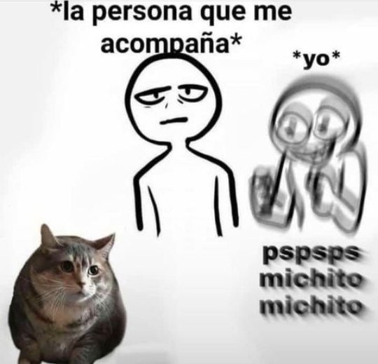 *hay un gato en la calle*