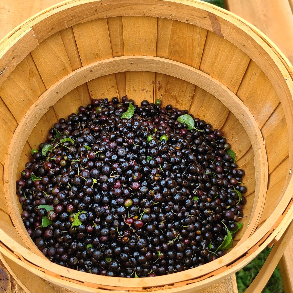 RafterHours's tweet photo. #AnitaCazzola led a Dye Plant Workshop today at Lyon Park/Two Rivers Community Garden, where participants learned about the dye properties of Buckthorn berries, leaves and bark as part of Anita's 2021 @cityofguelph #ArtistinResidence project, #botanicalreclamation! 

#Guelph https://t.co/3EpjU8RHC4