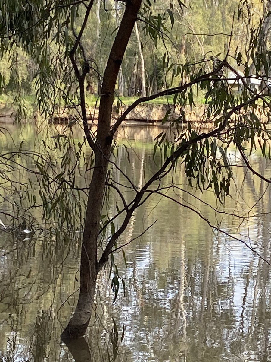 polky_007's tweet photo. Bank collapse and notching go hand in hand. 
Australia’s water reform, killing off the common person and killing our rivers https://t.co/0geMw5rN5Z